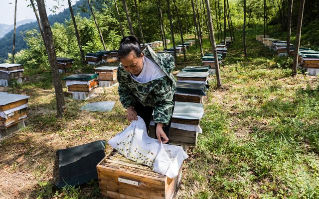 重庆40℃高温下 怠工绝产的蜜蜂和焦急转场的养蜂人