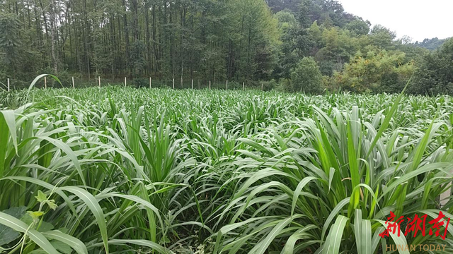 东安县水岭乡：“湘商回归”发展肉牛产业