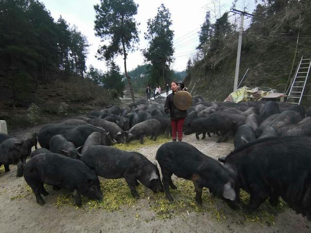 贵州黄平深山隐藏黑毛猪养殖场  在这里，猪崽每天都要跑2公里