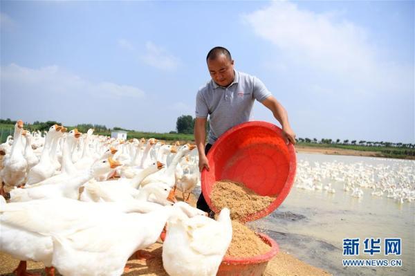 白鹅养殖助脱贫