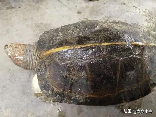 不同规格的亚洲巨龟怎么喂养？它们对食物的偏向性如何？