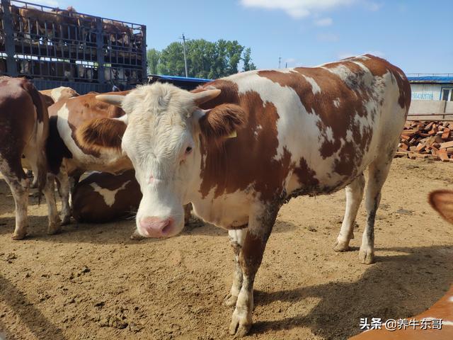 中国农村选择养殖西门塔尔改良牛，什么样的母牛最适合农村养殖？