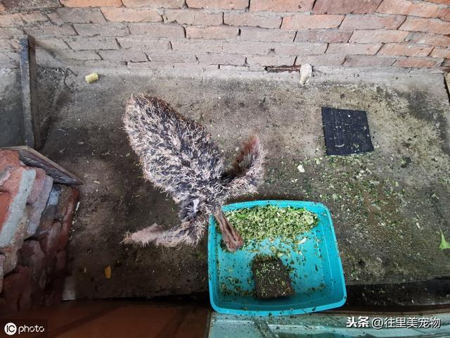 把鸵鸟当宠物，而且是不文明饲养，男子终于受到处罚