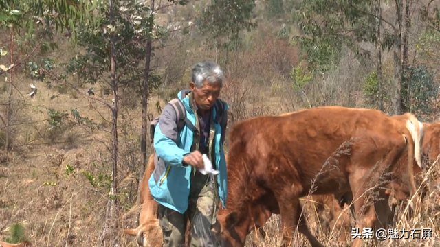 牛街镇：小黄牛生态养殖 让村民生活“牛”起来