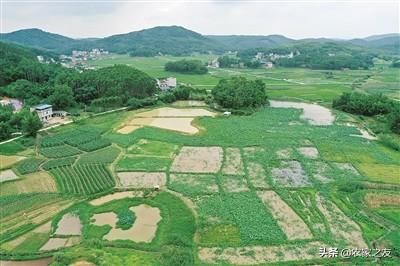 广西柳州：柳北沙塘镇 藕田里养出丰收螺 养鸡场提供就业岗