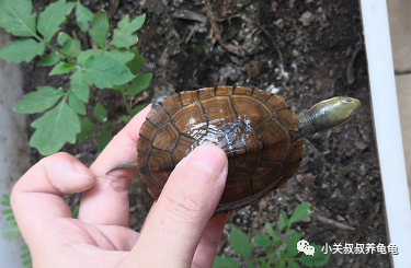 水龟的仿野造景与造境