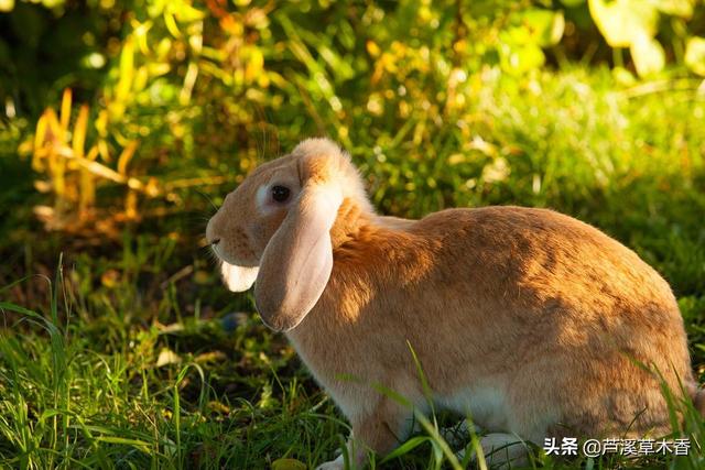 兔子养殖，前景看好，农村妇女创业的好项目