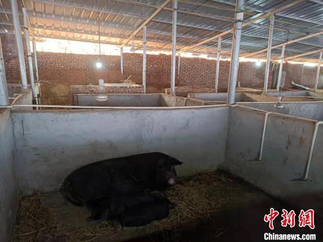 贵州种猪进口规模创中国之最