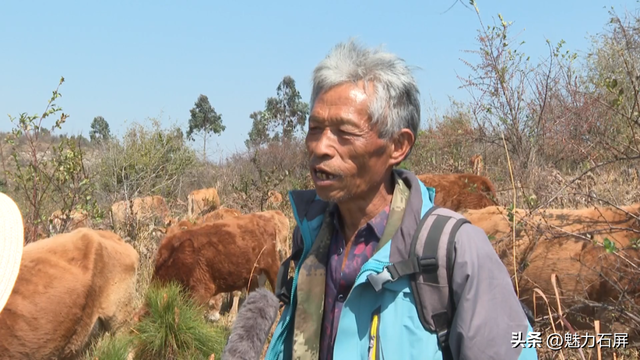 牛街镇：小黄牛生态养殖 让村民生活“牛”起来