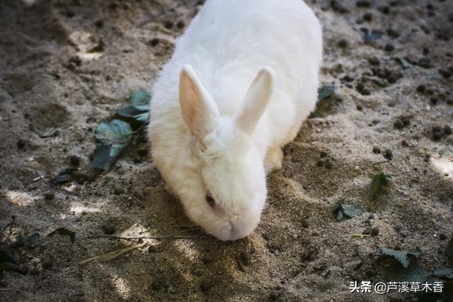 兔子养殖，前景看好，农村妇女创业的好项目