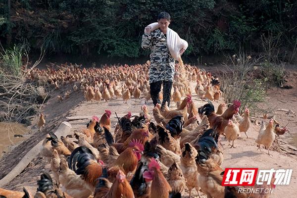 “鸡”大叔打造“乡村桃花源”：每个季节看花开 每口食物自己栽种