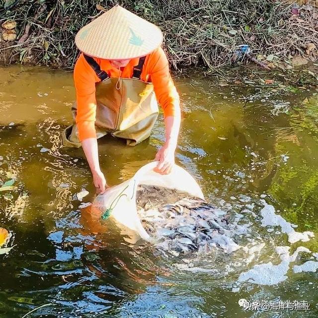 优化传统养殖方式，这两种鱼混养助农增产增收