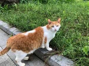 猫养殖视频(这4种最易养活的猫，最适合新手养，你了解过吗？)