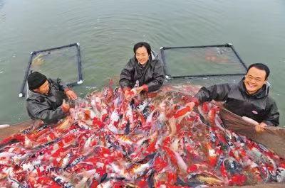 美豫名品｜镇平：打响“玉鱼花面”四张牌