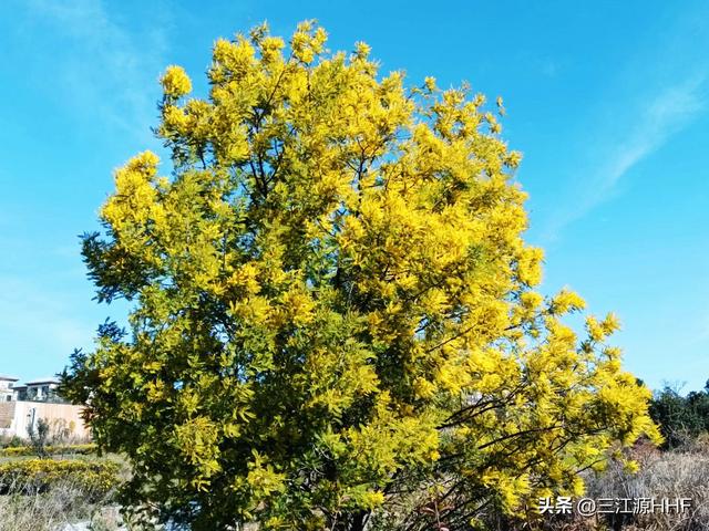 银荆树的价值：观叶、观花、观果