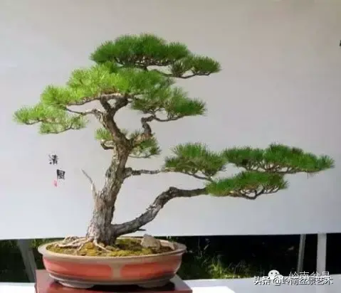 盆松种植(菜鸟讲堂丨