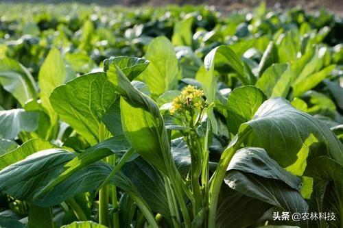 菜心主要栽培技术，种植方法教给大家，想要学习的别错过哟