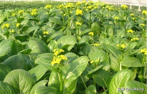 菜心主要栽培技术，种植方法教给大家，想要学习的别错过哟