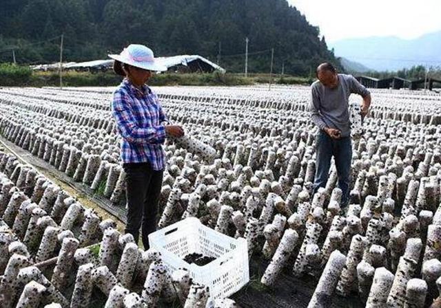 黑木耳的野外露地袋栽，学会这些管理技巧，木耳产量更高