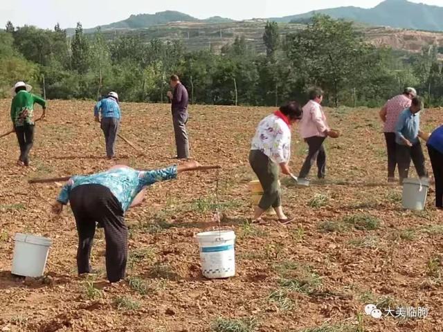 临朐薏米栽种喜获成功！