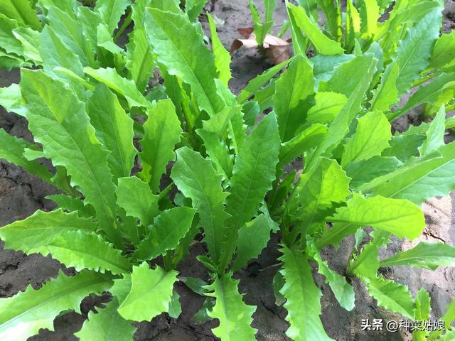 开春种点什么菜，试试这10种，种植简单，病害少，二三十天就收获