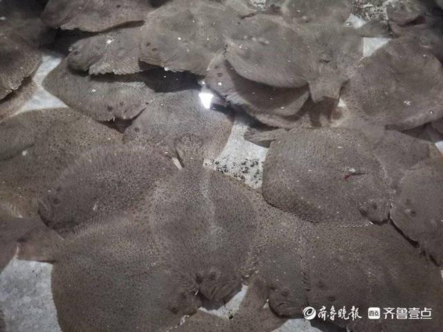 即墨养殖多宝鱼上市，一年50万条“游”上餐桌