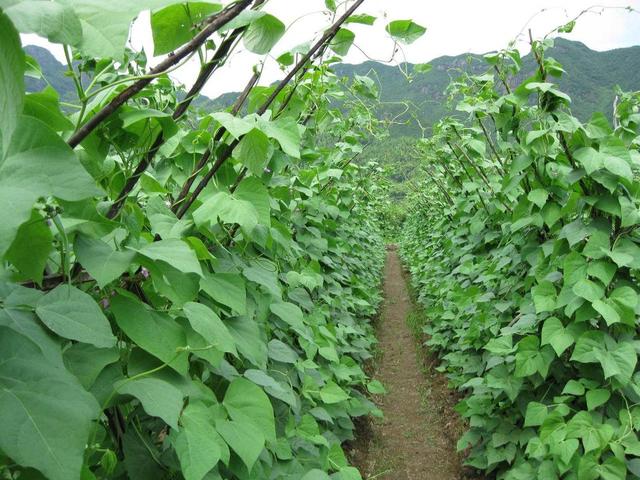 四季豆什么时候种最好？农业专家教您最佳种植时间，作物产量加倍