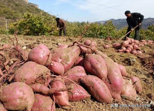 种植地瓜为何是插秧而不是播种？插秧时平插、竖插、斜插哪种好？