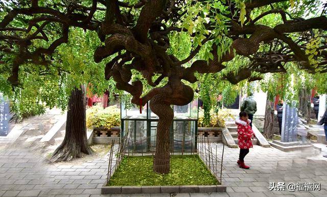 天水龙槐寺的“大广经、大什面”