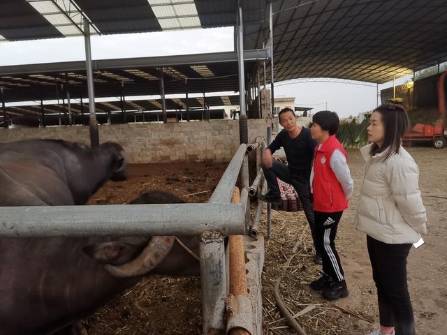 柳州种畜场科技特派员为牛防寒过冬支招