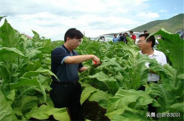 新农知识——烟草种植技术，及推广对策探究