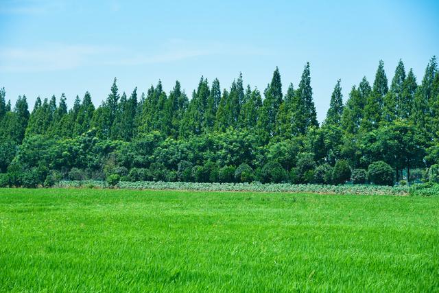 直击南县小龙虾养殖基地：虾在稻中游，稻虾两相欢