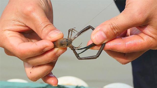 小伙子放了30米地笼，起上了各种河鲜，河虾虎虾鱼河豚啥都有