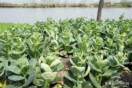 菜心主要栽培技术，种植方法教给大家，想要学习的别错过哟