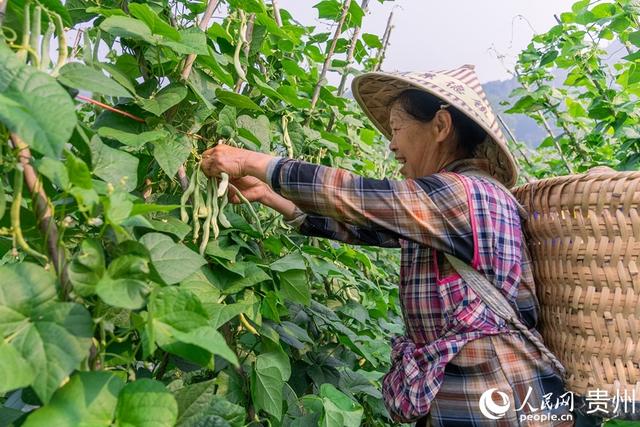 贵州罗甸：蔬菜好“丰”景 田间采摘摘忙