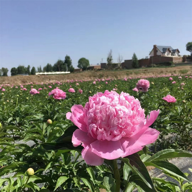 她在海拔2000米的高原上挖野菜，竟然挖出一个全省最大的进口芍药基地