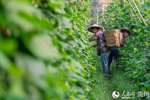 贵州罗甸：蔬菜好“丰”景 田间采摘摘忙