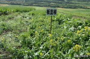 适合农村种植的项目(在农村，种植项目怎么选？这5种药材种植产量高，市场广，值得干)