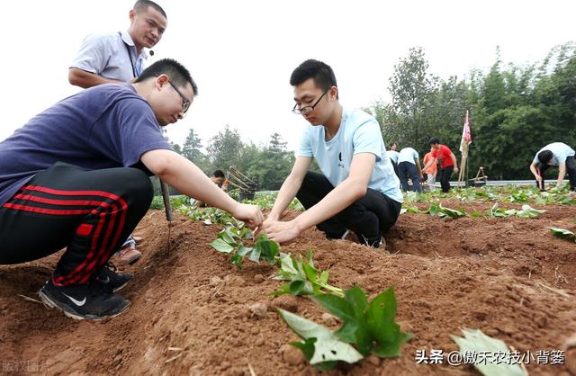 种植地瓜为何是插秧而不是播种？插秧时平插、竖插、斜插哪种好？