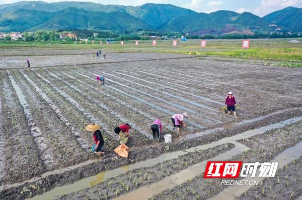 视频丨蓝山：香芋移栽忙 农民增收多