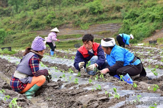 各地蔬菜种植时间表，菜农必备技能，一年四季种啥全知道