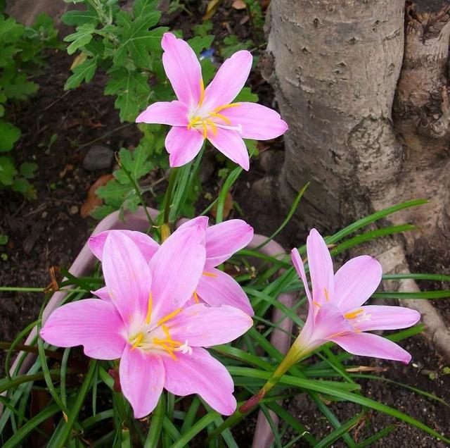 春夏秋不断开花的韭兰，在花坛里越养越多，买点鳞茎就能种好