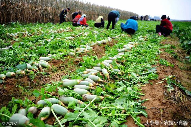 学会这些萝卜种植管理小窍门，产量能够增加20%以上！