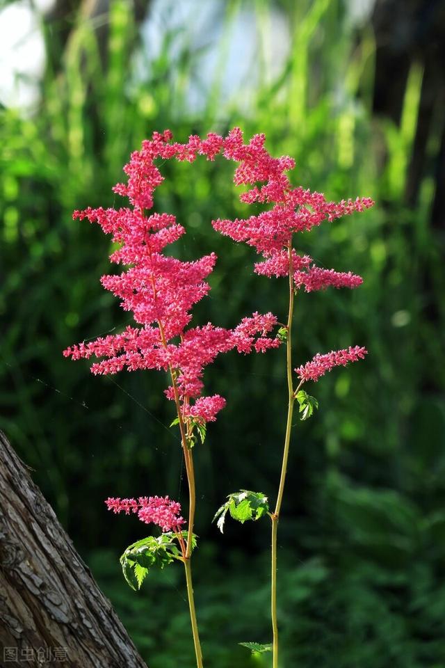 树荫下的“宝藏”花，现在种，夏天花开一片