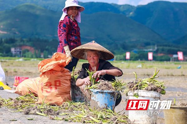 视频丨蓝山：香芋移栽忙 农民增收多