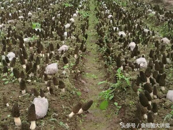 羊肚菌种植季节来临，一场培训收费8000元，你学到了多少