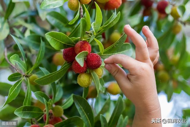 杨梅的种植技术，方法其实很简单，偏偏很多人犯错误