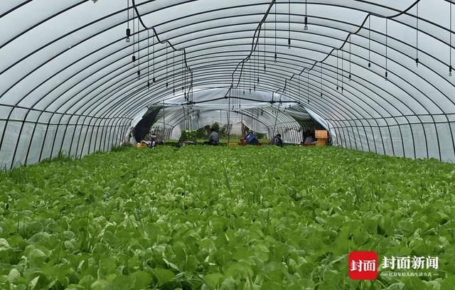 探访成都最大叶菜种植基地：保障“餐桌民生”日产超50万斤80%供应成都本地「齐心战疫 成都得行」