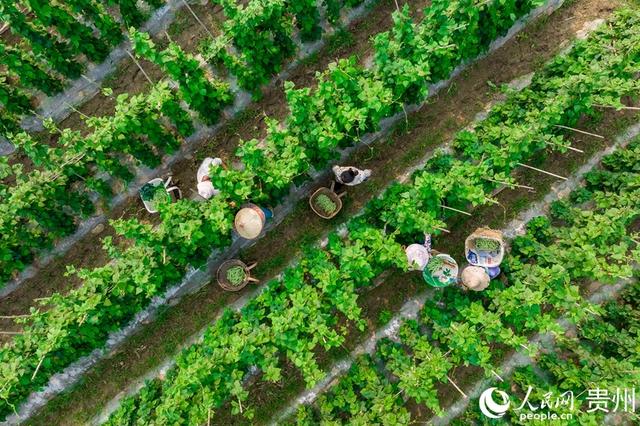 贵州罗甸：蔬菜好“丰”景 田间采摘摘忙