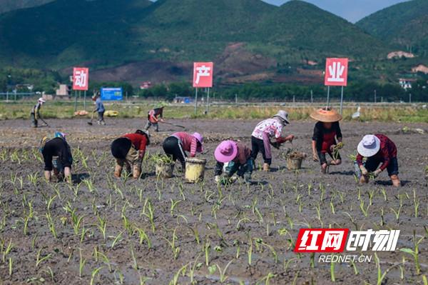 视频丨蓝山：香芋移栽忙 农民增收多